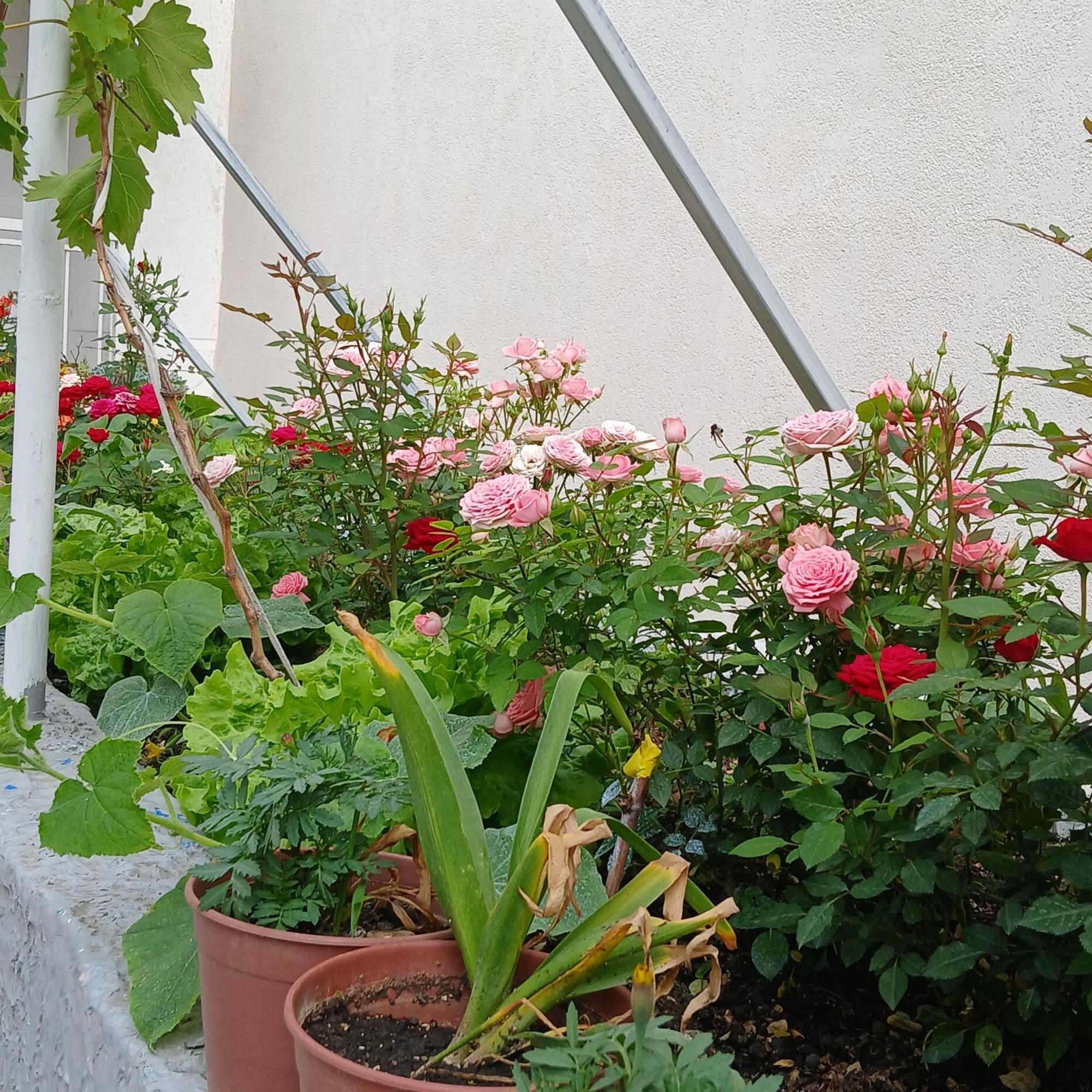 Villa Oasis Berat Kültér fotó